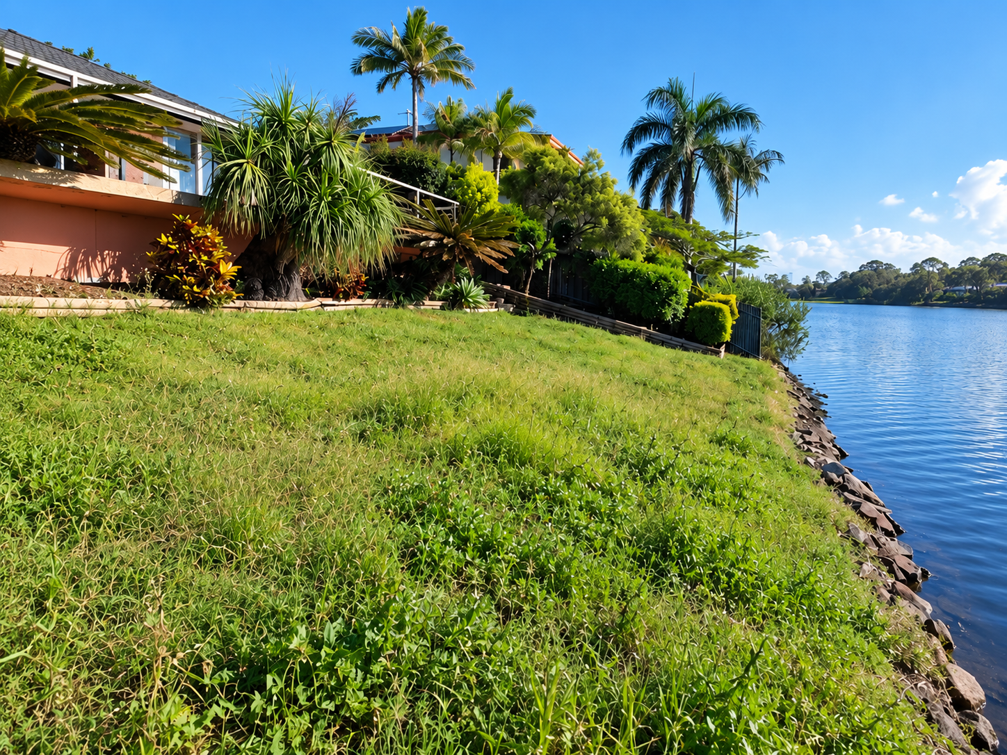 Overgrown lawn before mowing